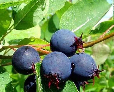 Saskberry001