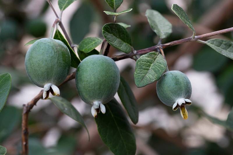 Ripe,Feijoa,Fruits,On,A,Tree,In,Garden,Lat.,Acca
