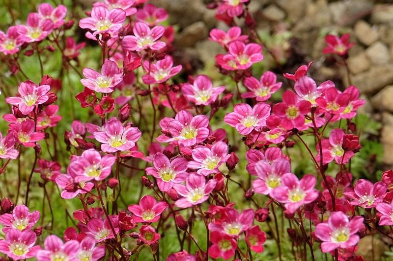 Pink,Saxifraga,Mossy,Group,,Saxifrage,peter,Pan,In,Flower.