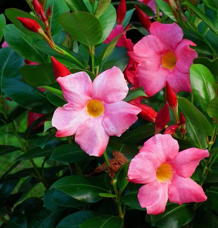 1920px-Blüten_unbekannte_Mandevilla