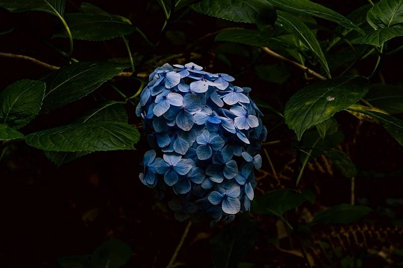 Photo by Ad Thiry
