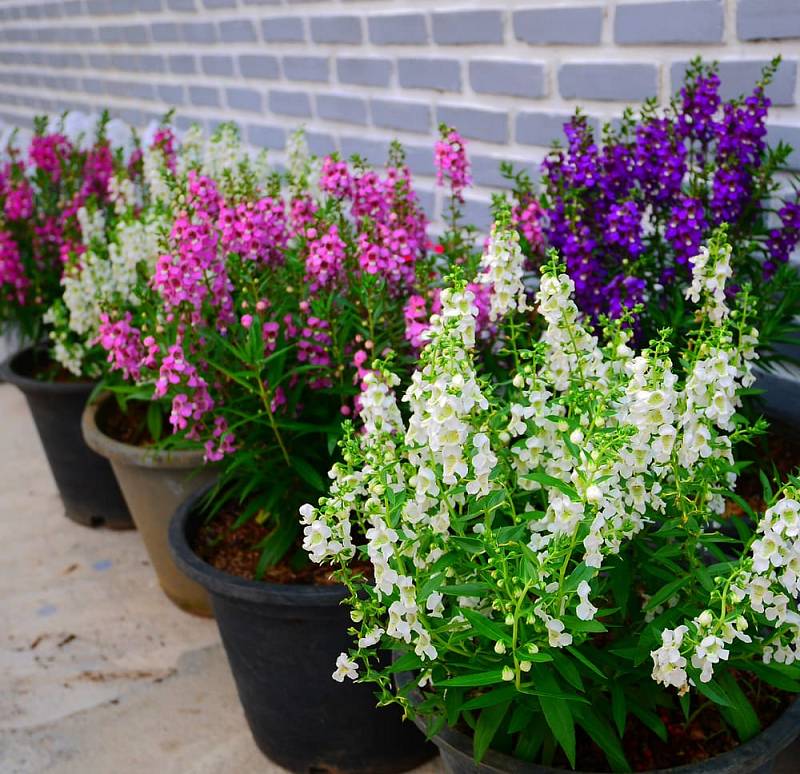 Angelonia,Flowers,In,Pots,At,Home
