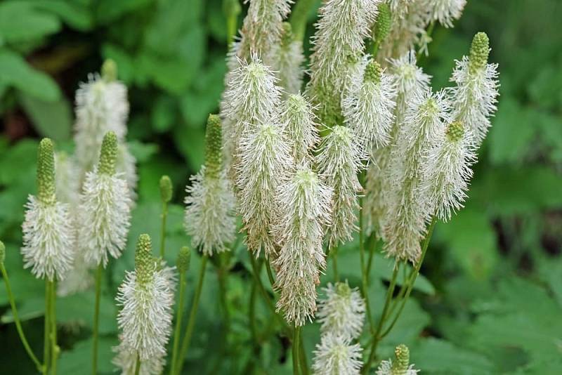 Sanguisorba,Canadensis,,White,Burnet,,In,Flower.