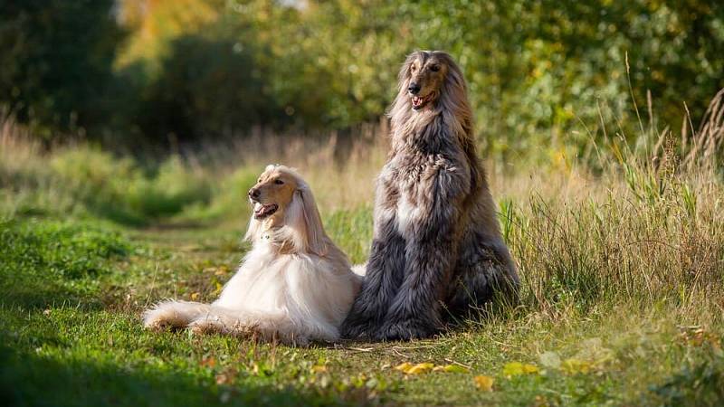 Two,Afghan,Hounds,Oscar,And,Amadeus