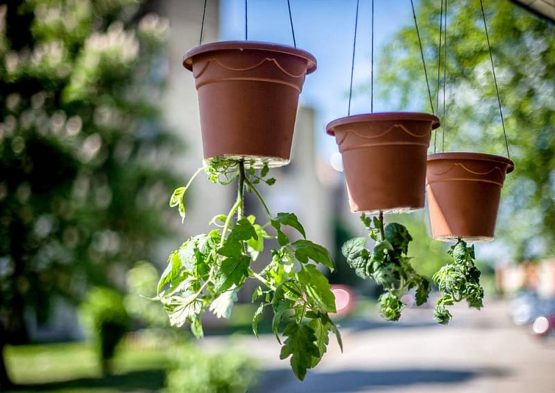 Tomatoes,Grow,Upside,Down.interesting,Experiment,With,Growing,Tomates.