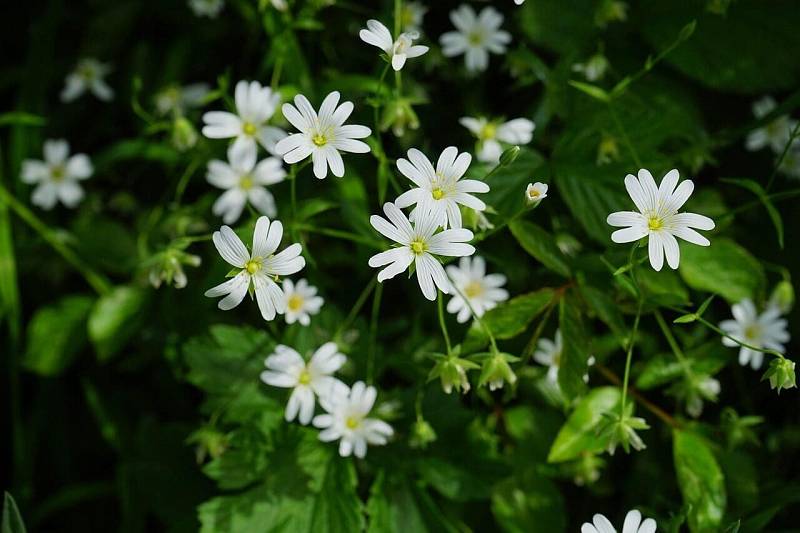 Photo by Hans