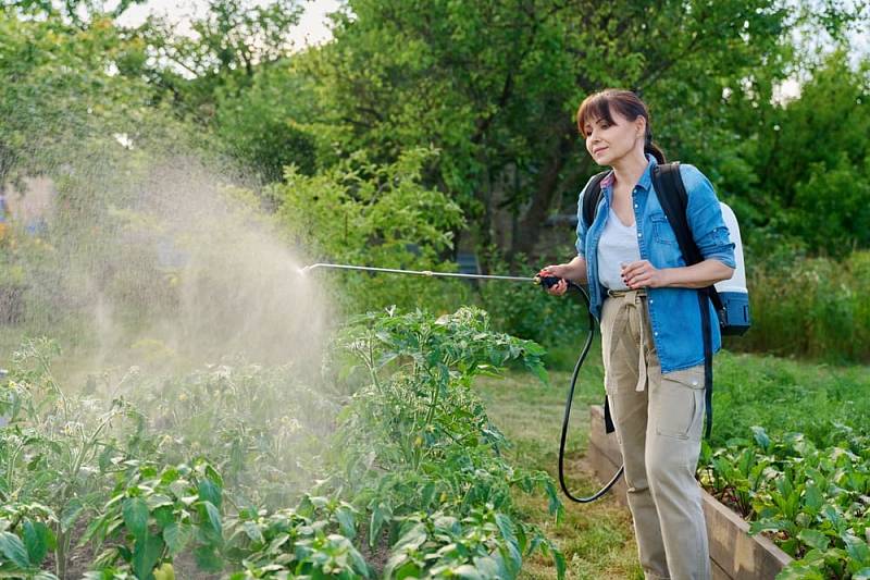 Gardener,Woman,With,Spray,Backpack,Spraying,Tomato,Plants,In,Garden