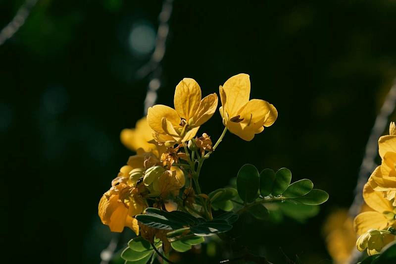 Photo by Kaiya Inouye