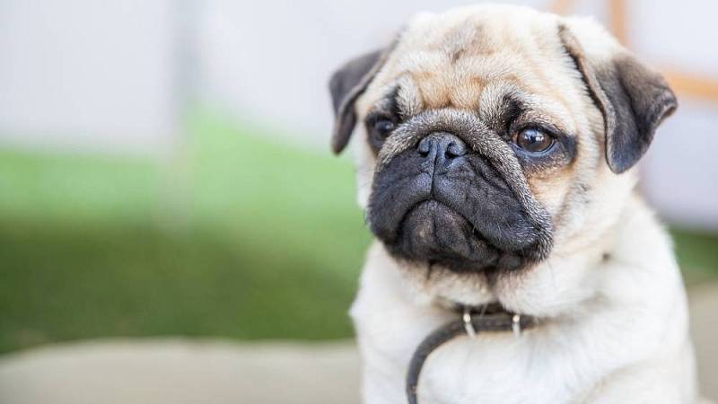 mops