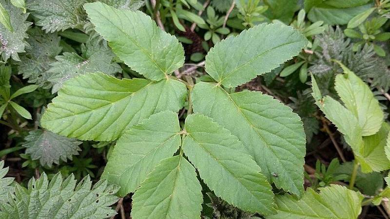 Aegopodium podagraria