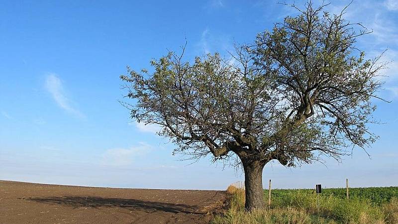 chráněný strom oskeruše na Soudné