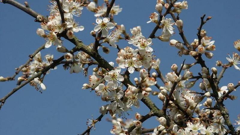Prunus spinosa v květu
