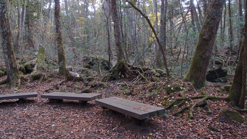 Posezení uprostřed lesa Aokigahara