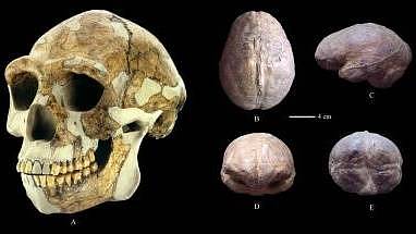 Rekonstruovaná lebka nalezená v Zhoukoudianu.