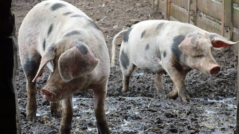 Asi před 6 600 lety si ertebølleští mezolitičtí lovci a sběrači pořídili domestikovaná prasata, jejichž černě tečkovaná srst mohla vypadat podobně jako srst tohoto dnešního bentheimského prasete.