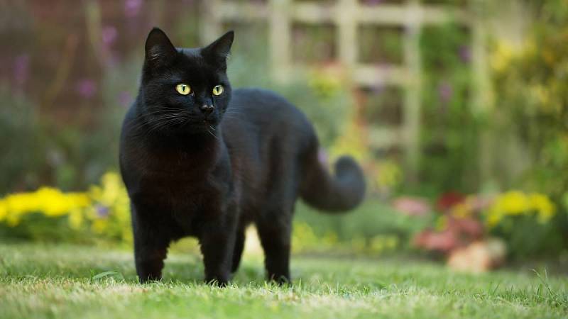 Černá kočka je u nás často spojována se smůlou.