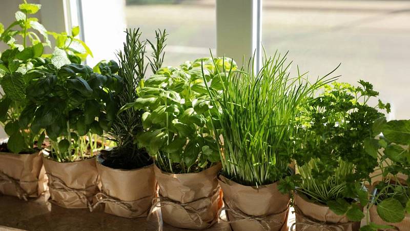 Bylinky můžete pěstovat také doma za oknem