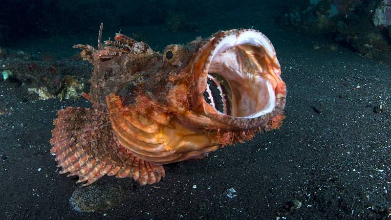 Na dně moře můžete potkat i tohohle děsivého tvora - Paropušnici špičatohlavou