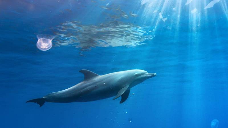 I nehlasové zvukové projevy jsou pak výsadou například delfínů