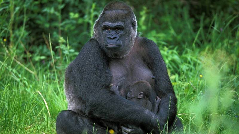 Samice gorily nížinné s mládětem.