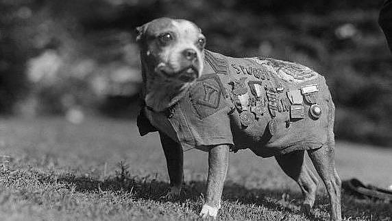 Pes Stubby byl válečný hrdina