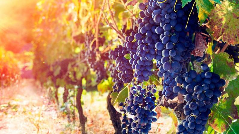 Vinobraní se koná jako obřad poděkování z úrodu