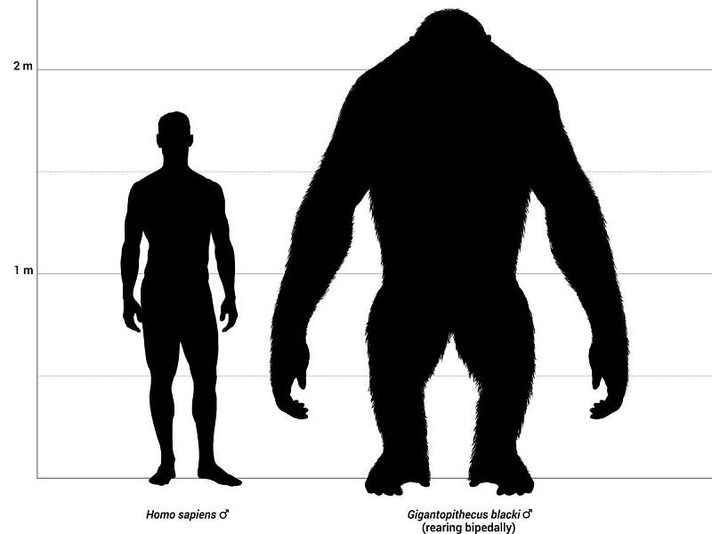 Porovnání vzrůstu typického Homo sapiens a Gigantopithecuse.