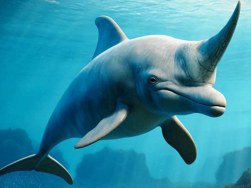 Zhruba takto by mohl vypadat delfín nosorožčí.