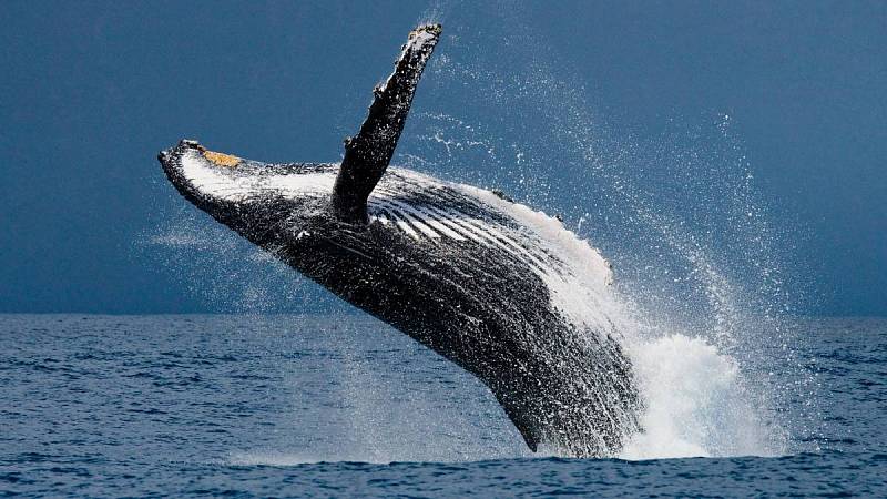 Ještě hlasitější než kreveta tygří, je velryba