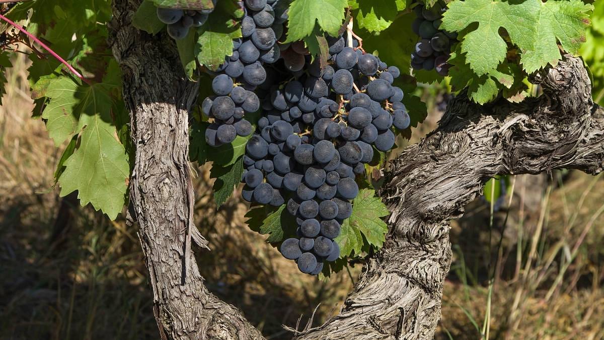 Vyhlašujeme nejkaloričtější ovoce Česka. Tloustne se po něm hůř než po čokoládě