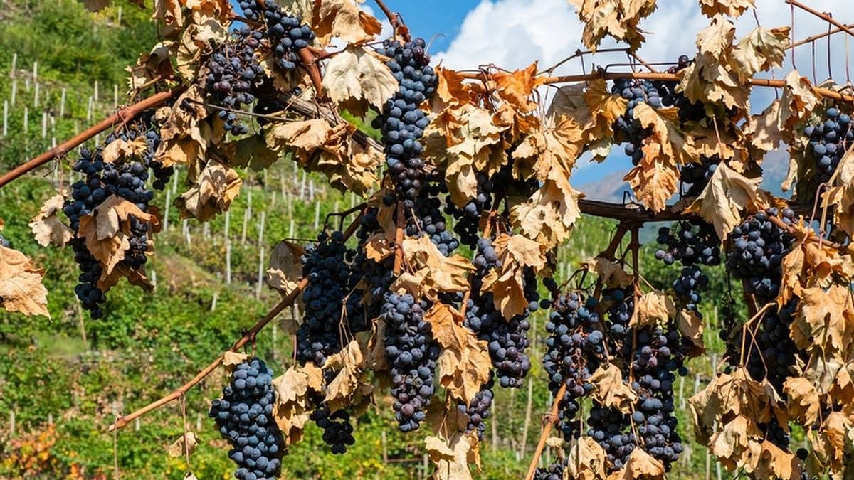 Do Česka zavítá babí léto. Dagmar Honsová prozradila, jak dlouho se zdrží