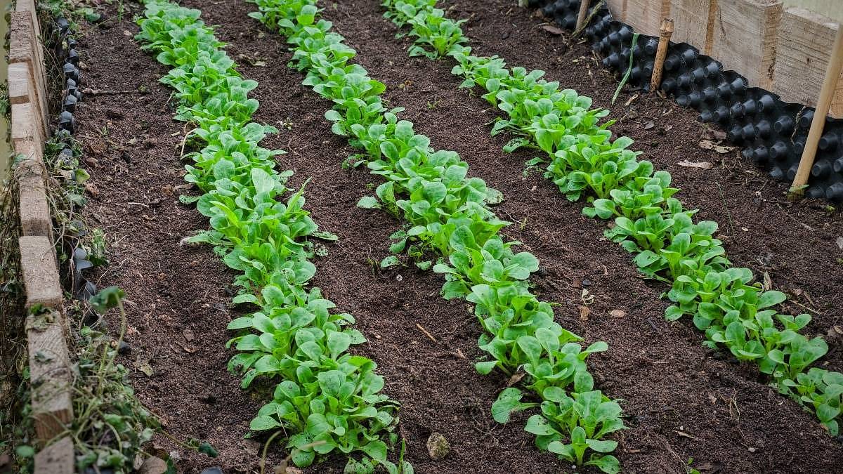 Tuto vitamínovou bombu můžete vysadit ještě v říjnu. Roste jako z vody a nepotřebuje hnojit