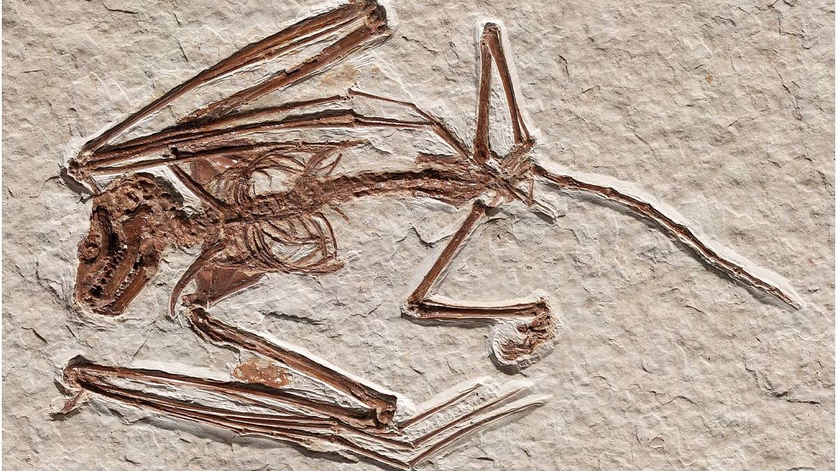 52 milionů let stará kostra netopýra neznámého druhu je nejstarší, která byla kdy nalezena