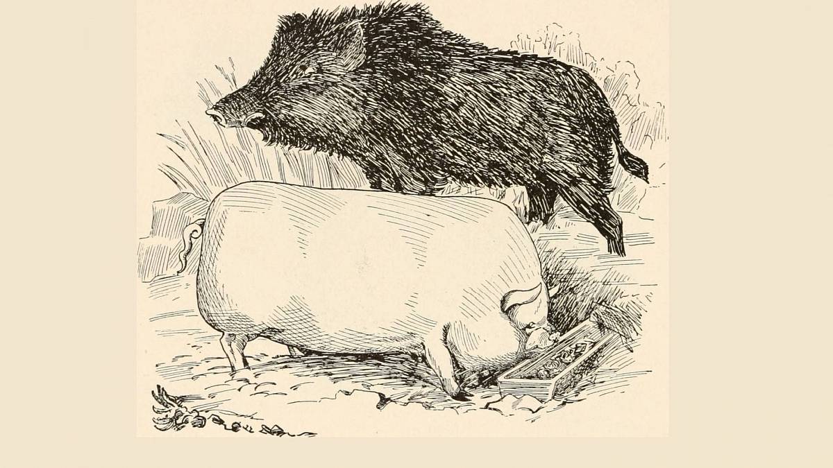 Lidé z Erteboelle: Skandinávští lovci z doby kamenné importovali slaninu z Blízkého východu již před 7 000 lety Lidé z Erteboelle: Skandinávští lovci z doby kamenné importovali slaninu z Blízkého východu již před 7 000 lety