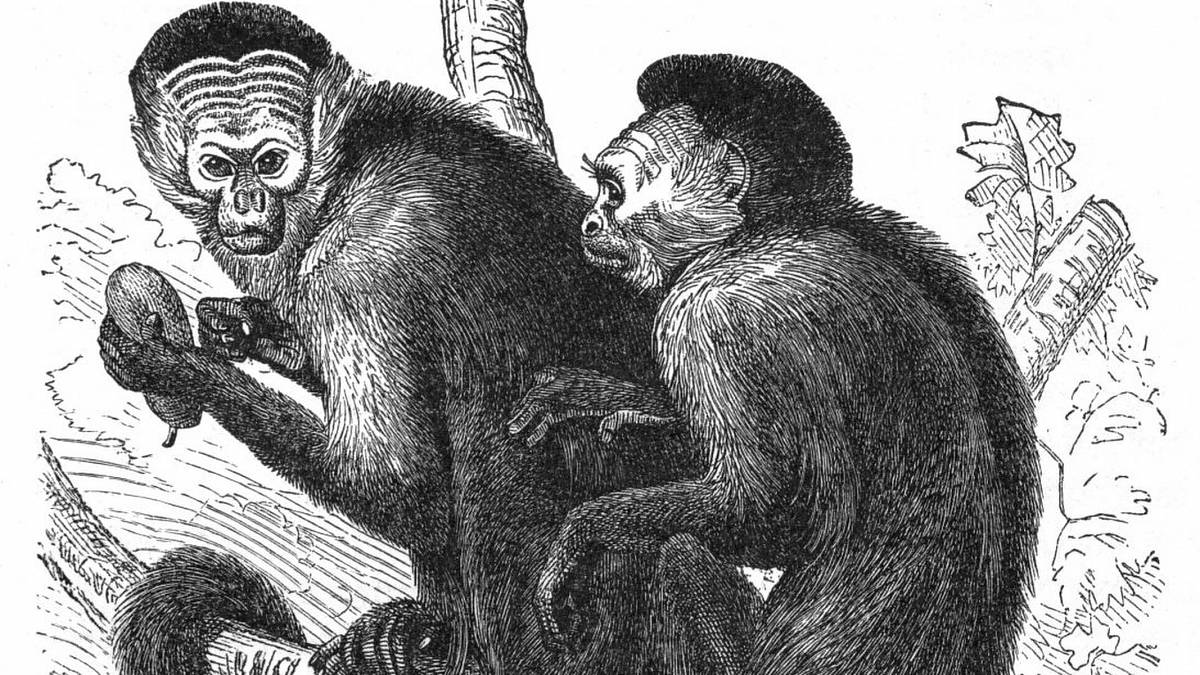 Opice sice nejsou prehistoričtí lidé, ale potvrzují ranou existenci lidské prostituce: Samec si kupuje samici, ta obratem ovoce
