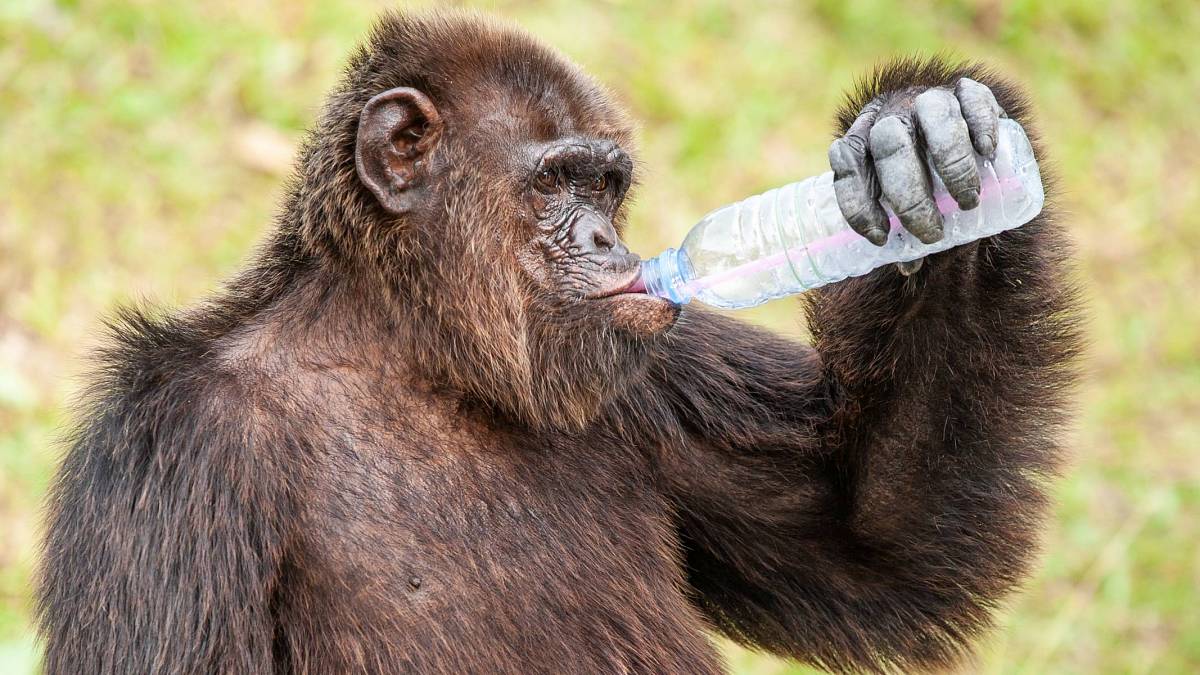 Opíjet se jsme dostali do vínku od předků: Hominidé pili, ještě než se na Zemi objevili lidé