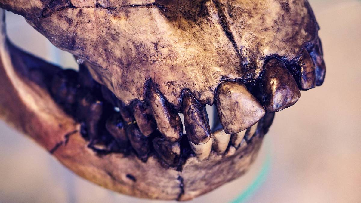 Degenerace je vlastně evoluce aneb Pozoruhodný vývoj zubů člověka od neolitu do 19. století