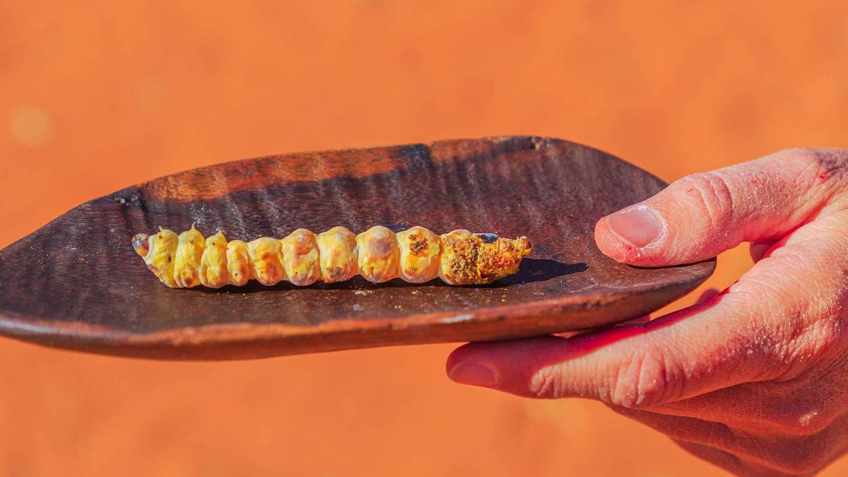 Witchetty grub: Pochoutka australských Aboridžinců. Dřevožravá larva se musí jíst hlavou napřed