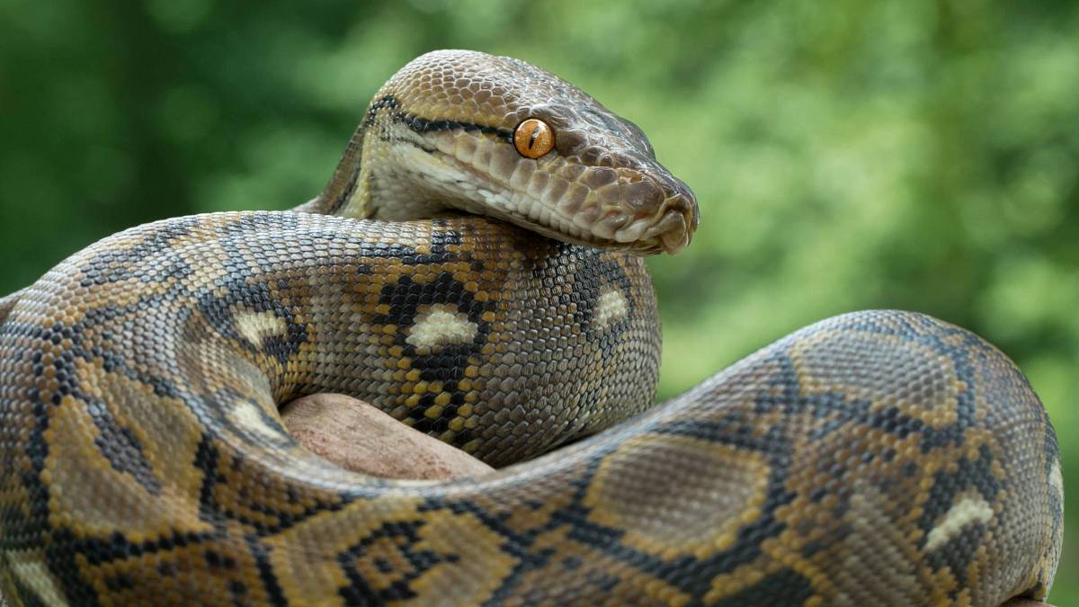TOP 5 největších hadů, kteří kdy žili