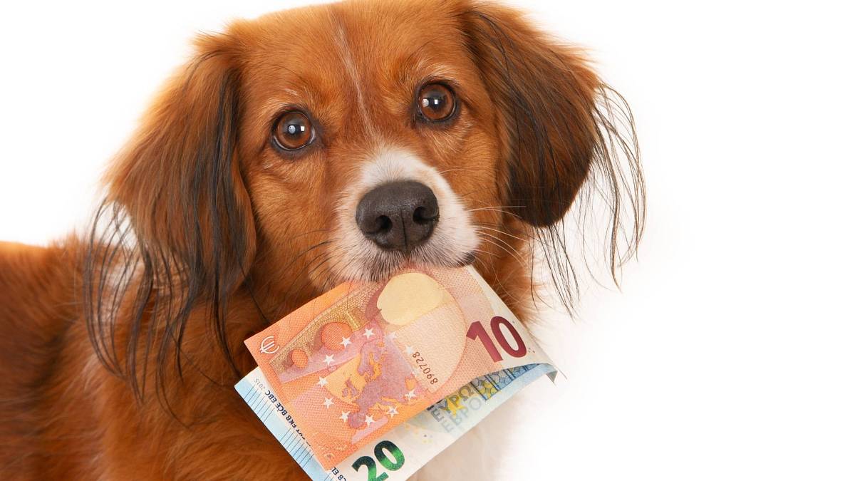 Správně česky: Platíte poplatek za psa, nebo ze psa?