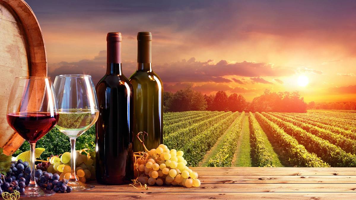 Proč se vínu říká víno a jak jej proslavil pálavský despota Chotěš