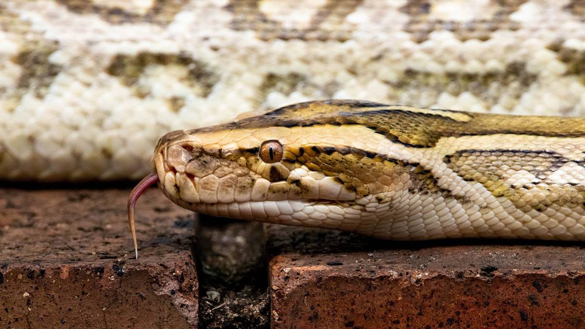 Nejnenažranější zvířata: Které druhy na Zemi jedí nejvíce jídla?