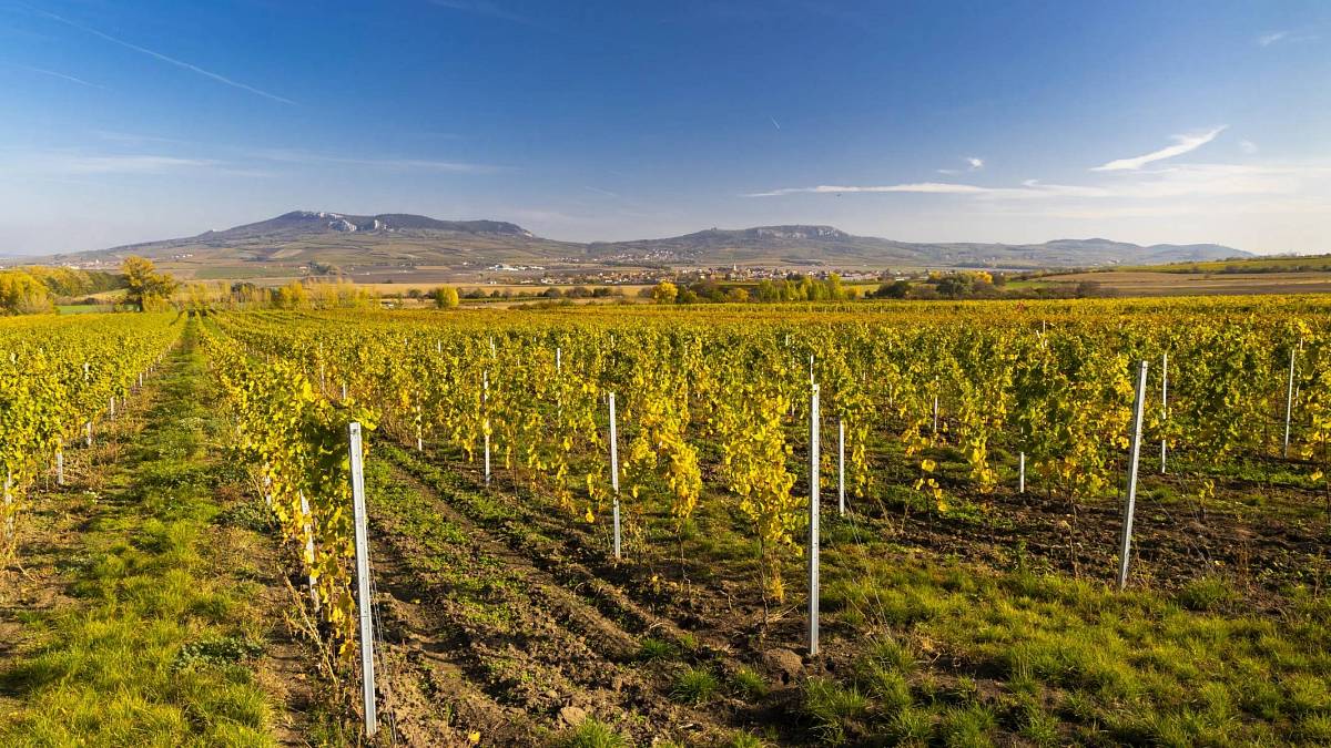 Evropa mluví o české vinici. Toskánsko bledne závistí