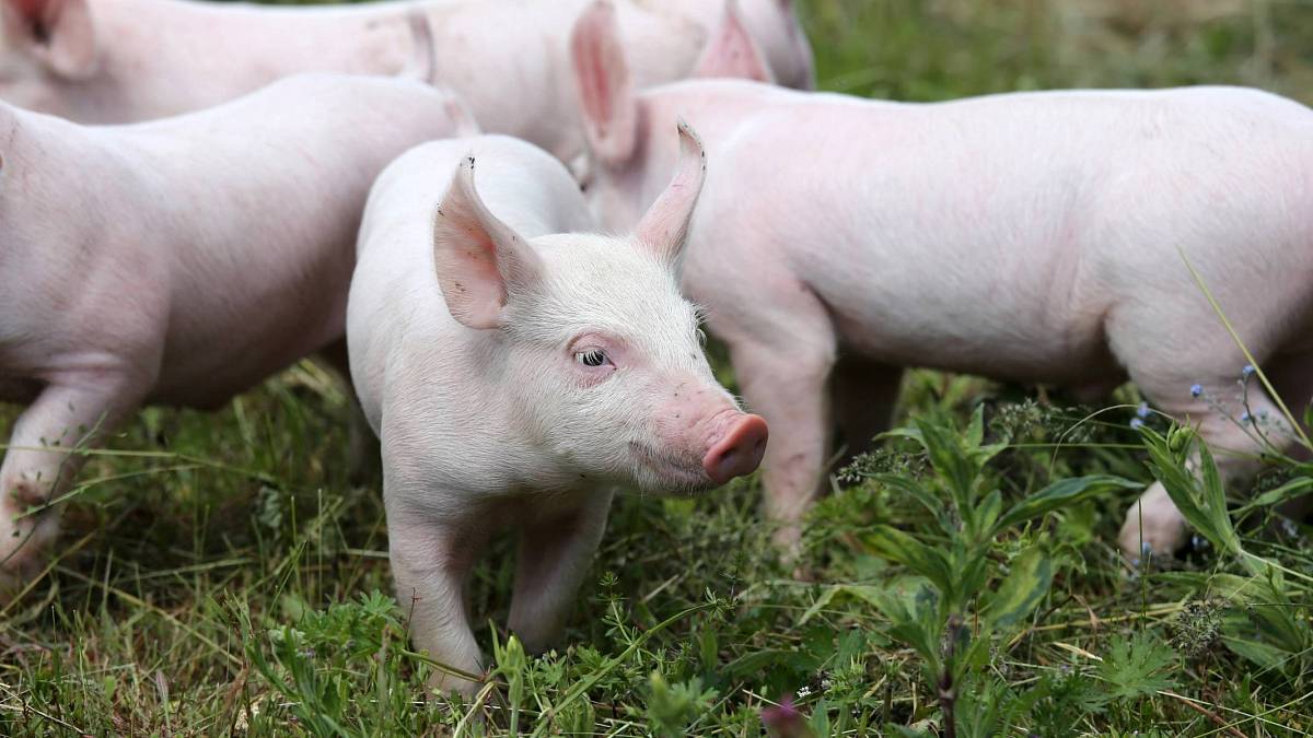 Zajímavost ze světa zvířat: Neuvěříte, jak inteligentní jsou tato běžná zvířata