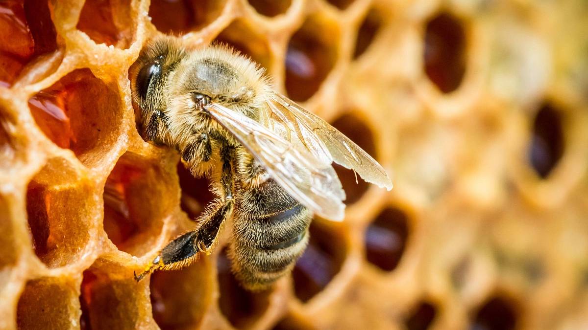 Med pod kontrolou inspektorů. Výsledky testů vzbuzují obavy