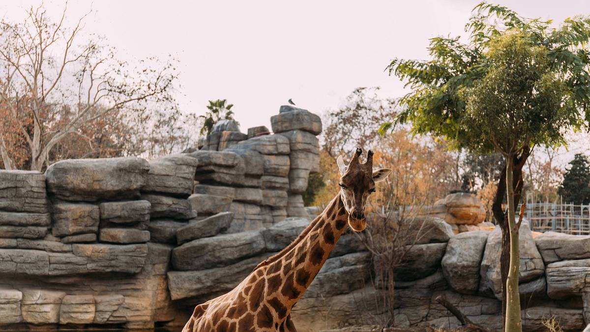 Tisíce zvířat, tisíce zážitků: Oblíbená ZOO v srdci Moravy, o které jste možná neslyšeli