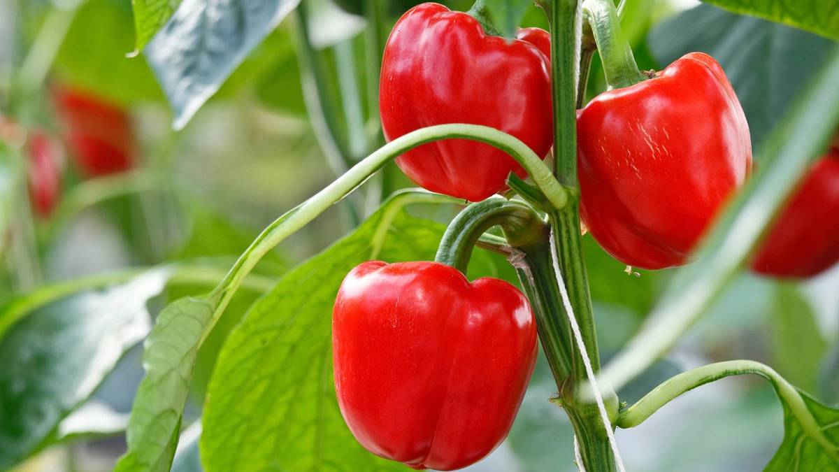 Papriky, které zaplaví vaši zahradu: Stačí 1 lžíce tohoto domácího triku pod každou rostlinu