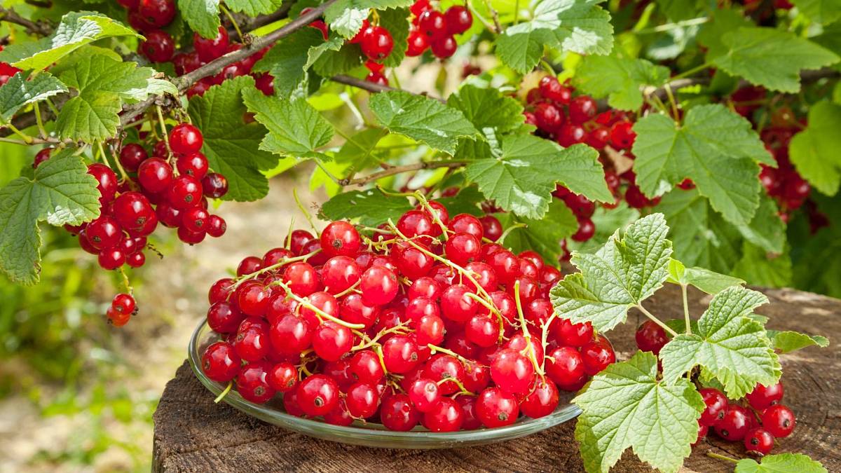 Obří a sladký rybíz? Stačí 8 lžic této tajné ingredience pod keř