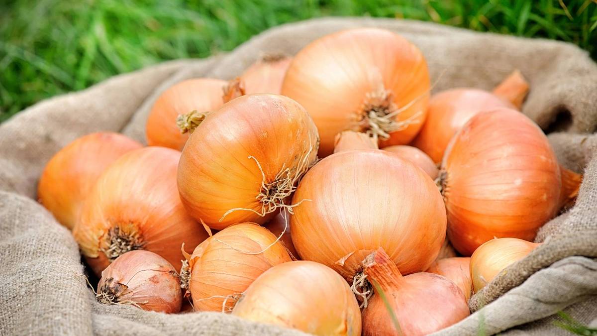 Cibule bez chorob a obří velikosti: Stačí 1 lžíce tohoto domácího ochránce pod každou rostlinu