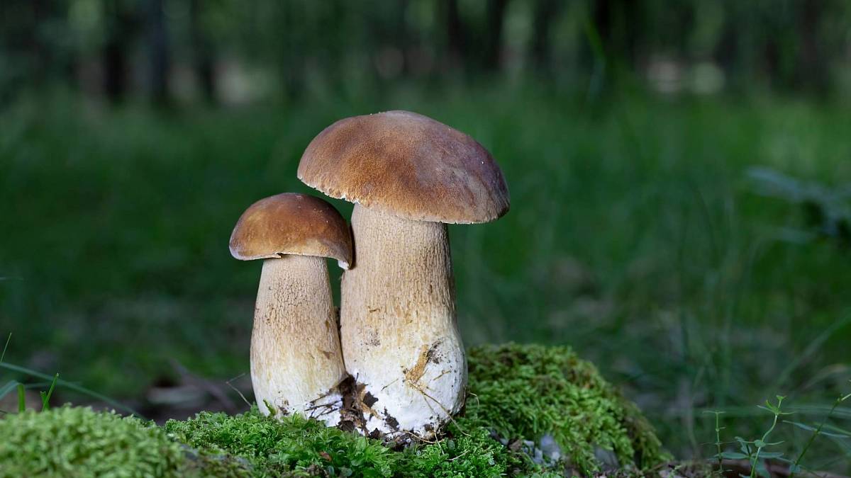Tato houba je tak božská, že by za ni babička prohrála svůj poslední zápas v křížovkách